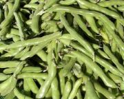 fava beans | all vegetable's name