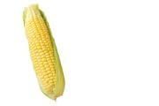 Maize | Vegetable name in English-Hindi 